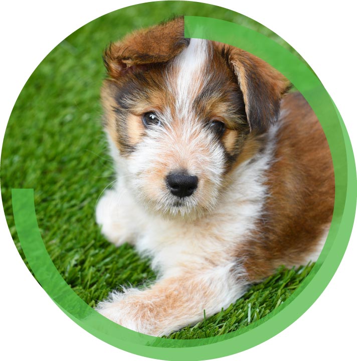 Puppy on artificial turf